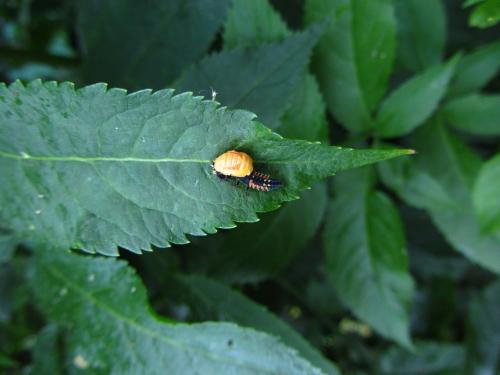 Harmonia axyridis